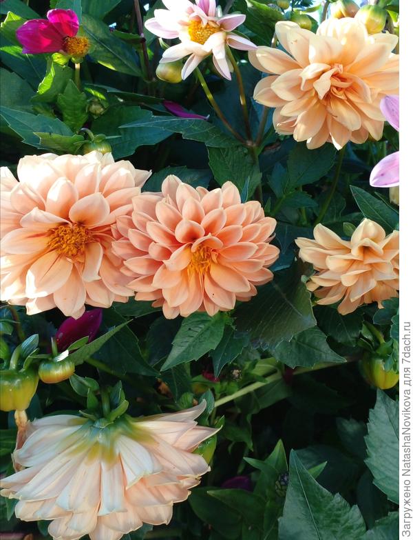 красивый оттенок, почти абрикосовый