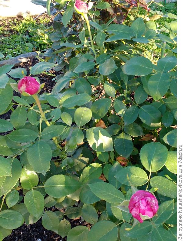 может и успеют распуститься