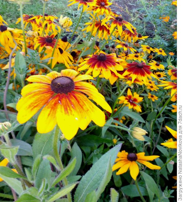 их много то же не бывает