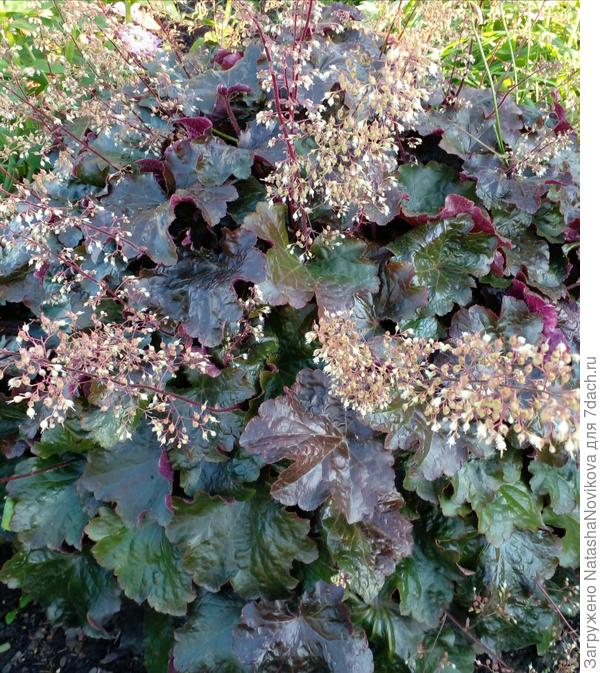 гейхера в мае подмёрзла и зацвела осенью
