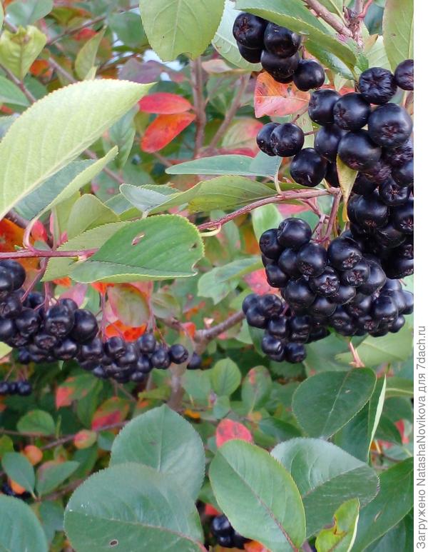 лакомство оставила птахам на зиму, аронии очень много