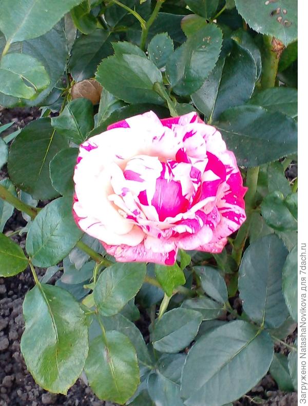 ещё цветут розочки