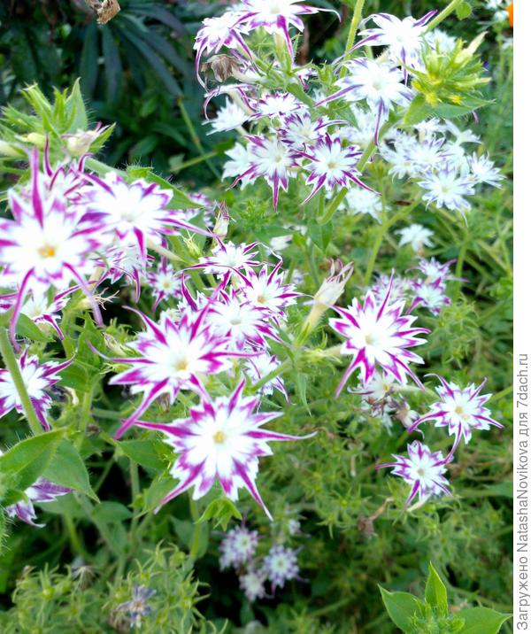 однолетние флоксы цвели без перерыва