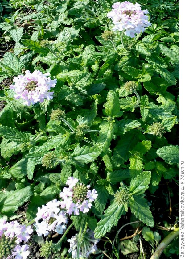 взошла как выращенная из рассады, но я её не выращивала