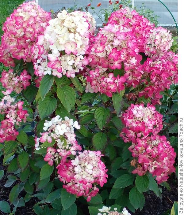 ну и что, красная, всё равно красивая