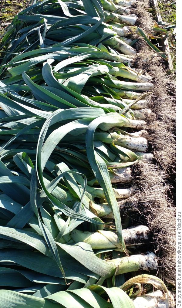 &quot;ноги&quot; у порея нынче короткие, сорт &quot;хобот слона&quot;