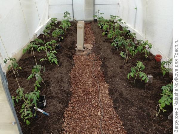 изначально высадила 31 куст, расстояние между корнями кустов 50/55 см, высаживала шахматкой