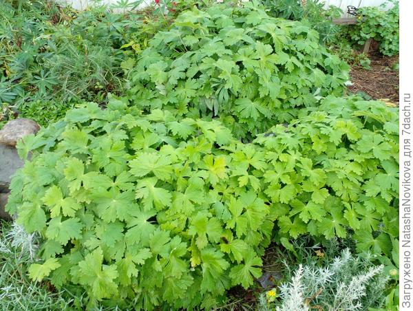 в прошлом году в десятке метров насеялись новые гераниумы