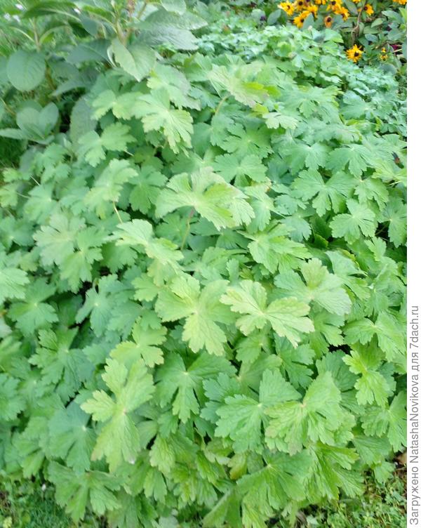 здесь было высажено купленное корневище гераниума