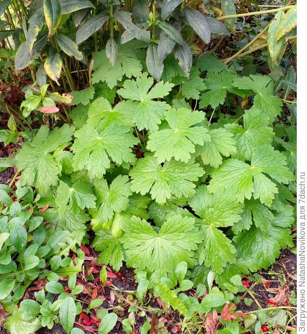 новая кучка