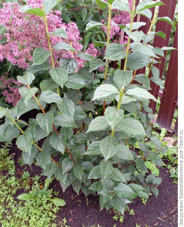 27 августа 202 года - цветоносы я срезала