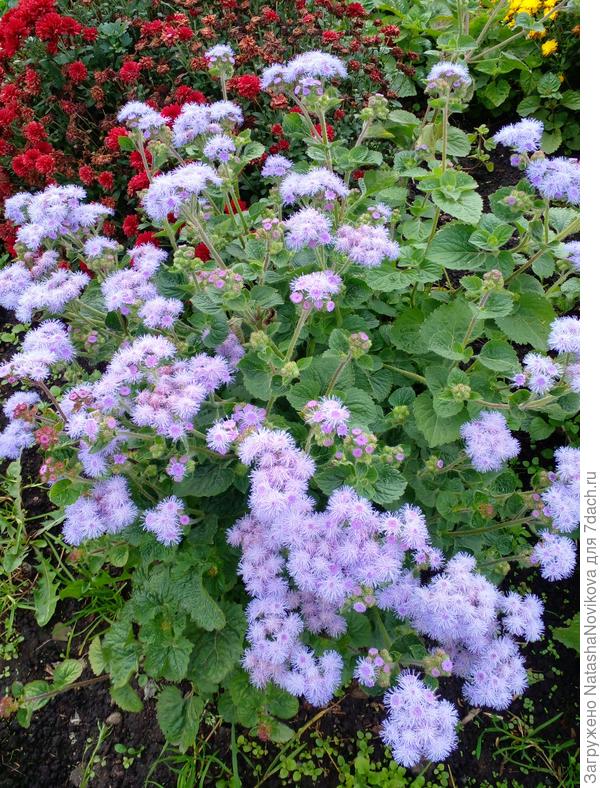 самосев агератума расцвёл в конце сентября