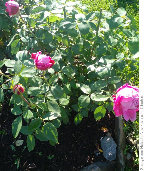 26 сентября без аминосила