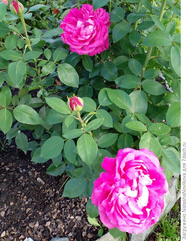 начало сентября без аминосила