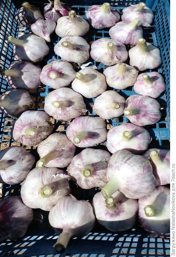 размерчик нормальный, вес в среднем 65/75 г