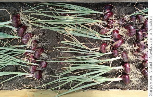 нынче луковицы мельче