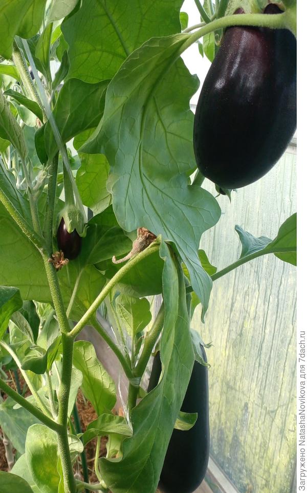 21 августа - всё