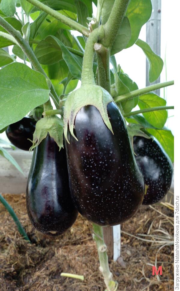 крупненький и очень со вкусной мякотью