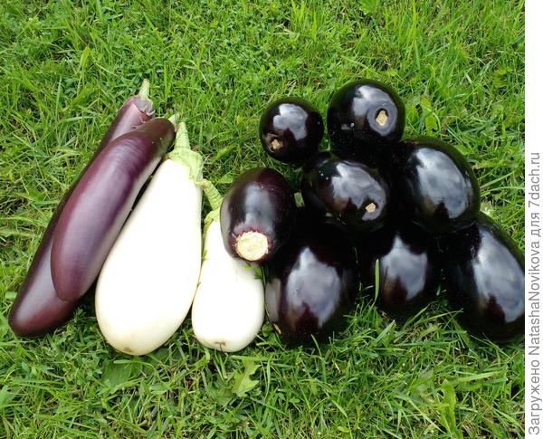 21 июля собрала пока не замёрзли