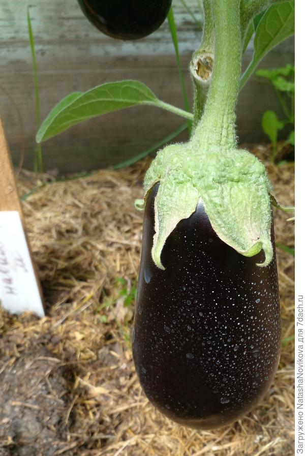 28 июня - первенцы