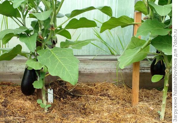 навал был самым ранним 9 июня в самое похолодание угадал