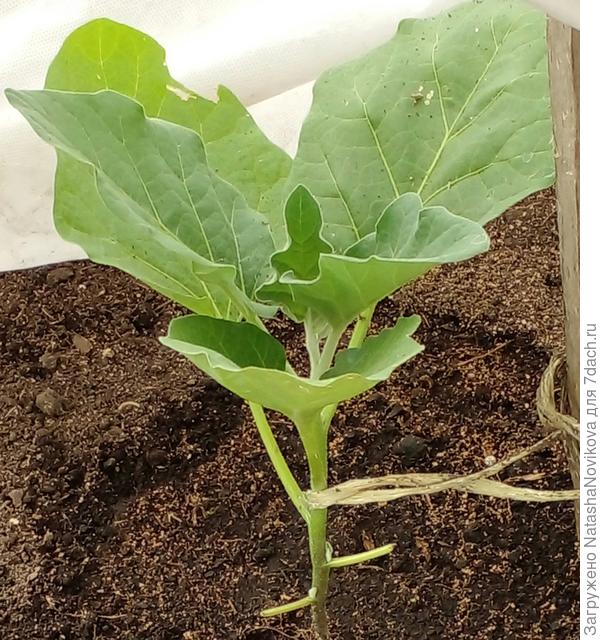 после высадки рассады