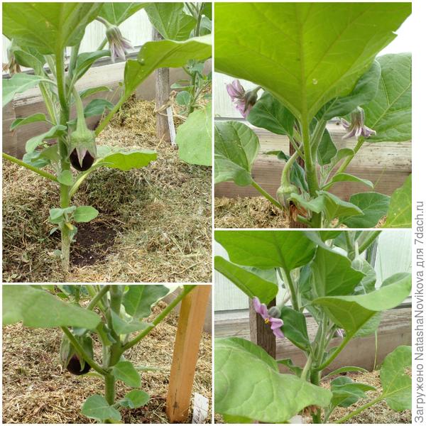 но баклажаны завязывались даже в такой холод - 11 июня