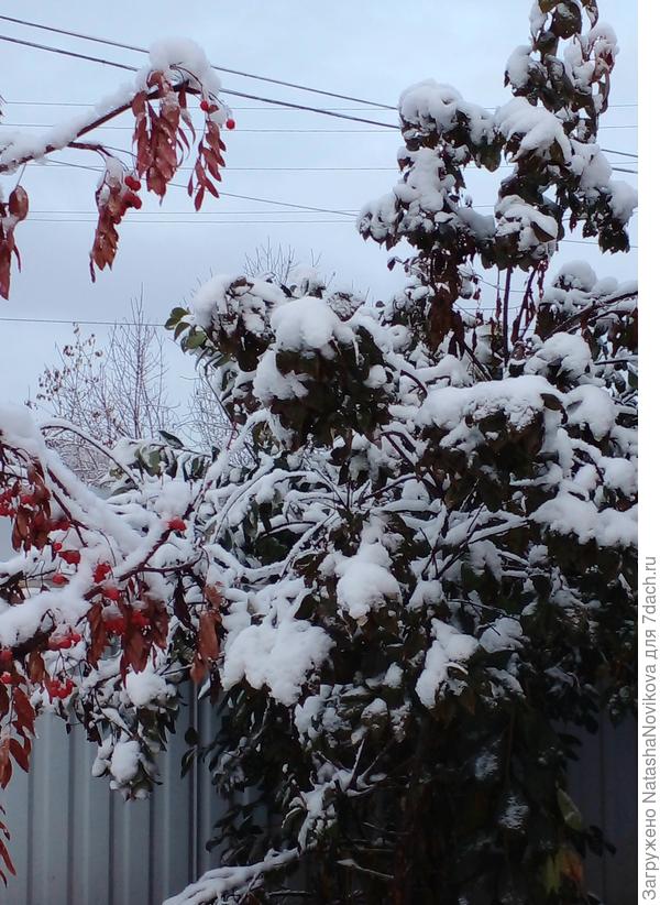 черёмуха виргинская вся с листвой ещё