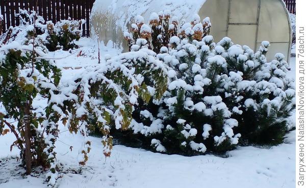 клён наверное сломает снегом