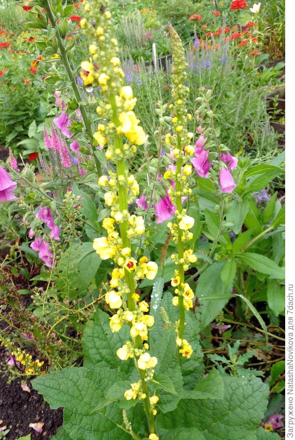 2021 год, самосев