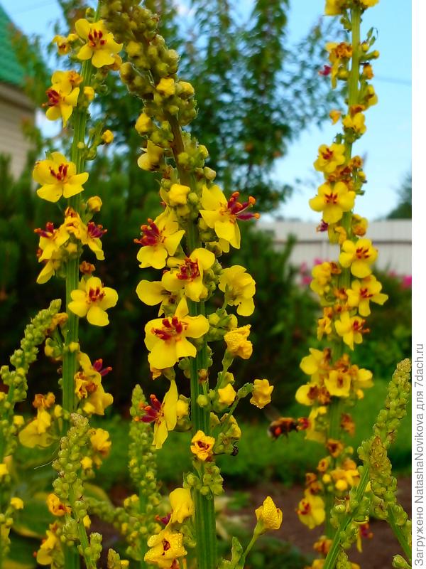 это 2024 год 3 августа - то же самосев