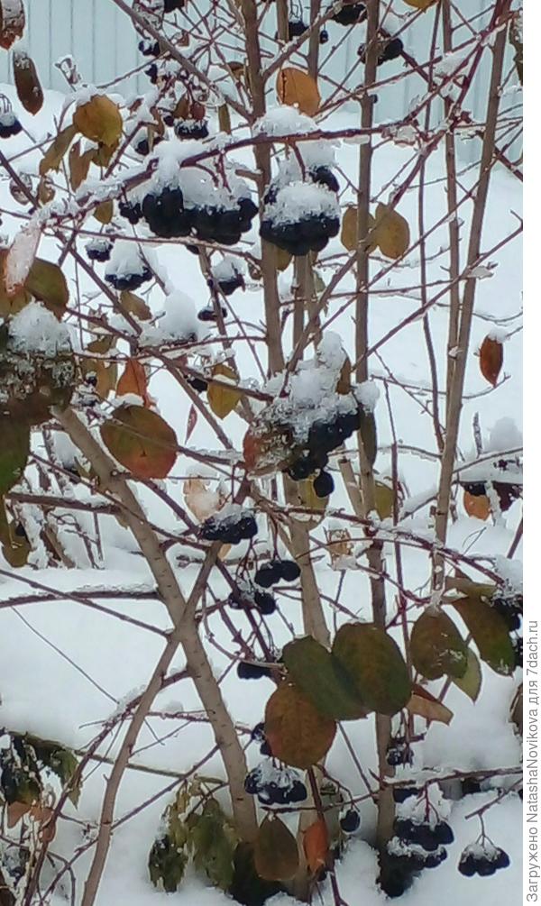 арония так и ушла с ягодами