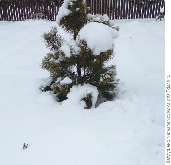 сосёнку кедровую то же придавило снегом