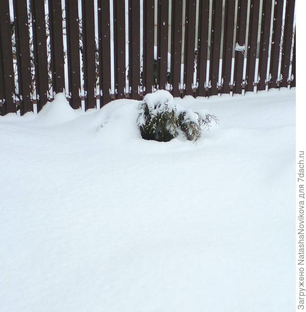 молоденькую тую опять пригнуло снегом