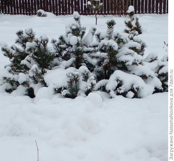 запорошило, завалило любимую горную сосну, нравится она мне за неприхотливость, за весенний аромат