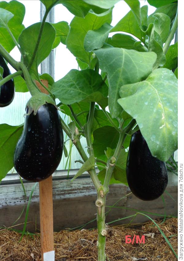 вредитель зараза жрёт мои баклы