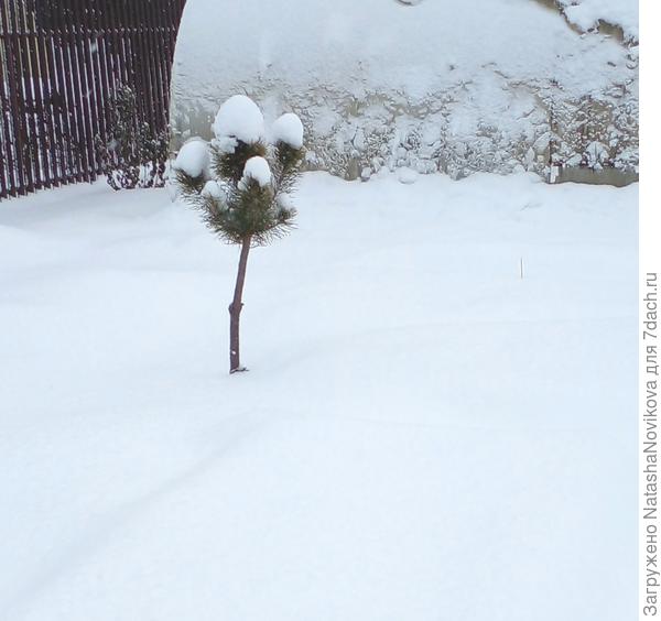 экспериментальная обрезкой кедровая сосна пока держится