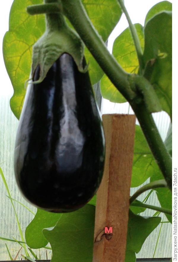 до следующего сезона:) вкусняшки мои :)