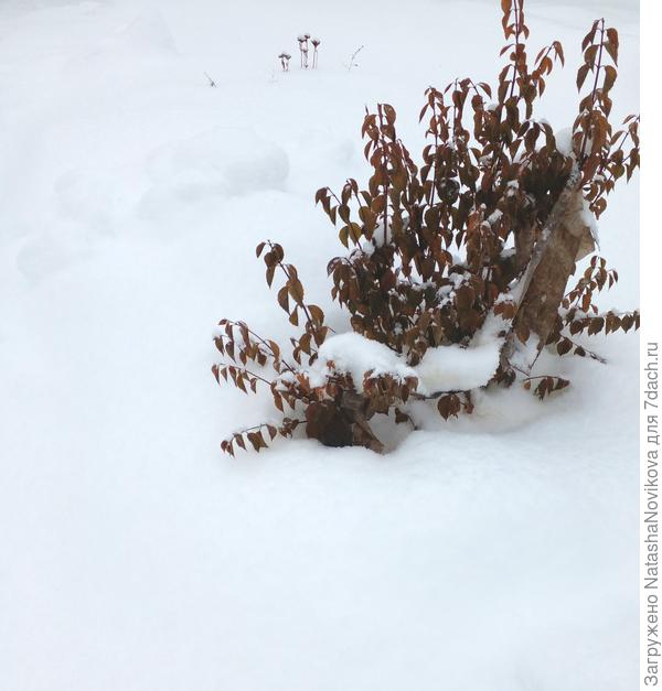 чубушник так и уходит в зиму с не облетевшими листьями, но теперь уже что будет, то и будет