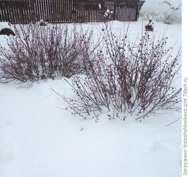 кизильникам снег не страшен, обрежу весной