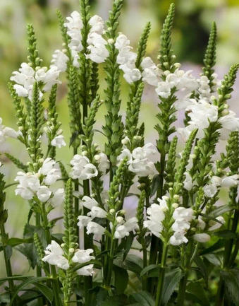 вот такая у меня была, высота 40/50 см (фото из сети)