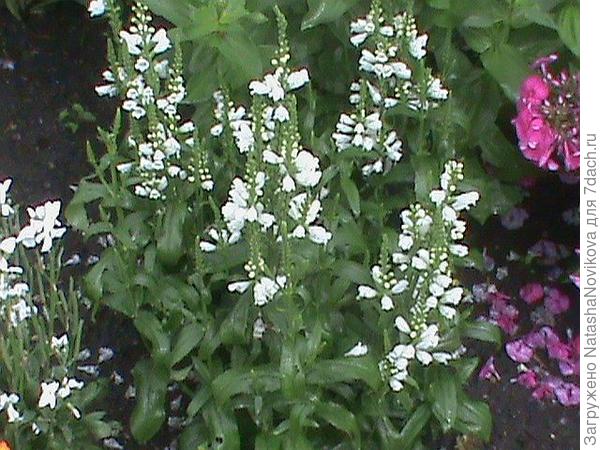 моя физостегия