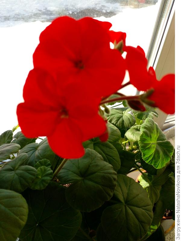 зимой на подоконниках