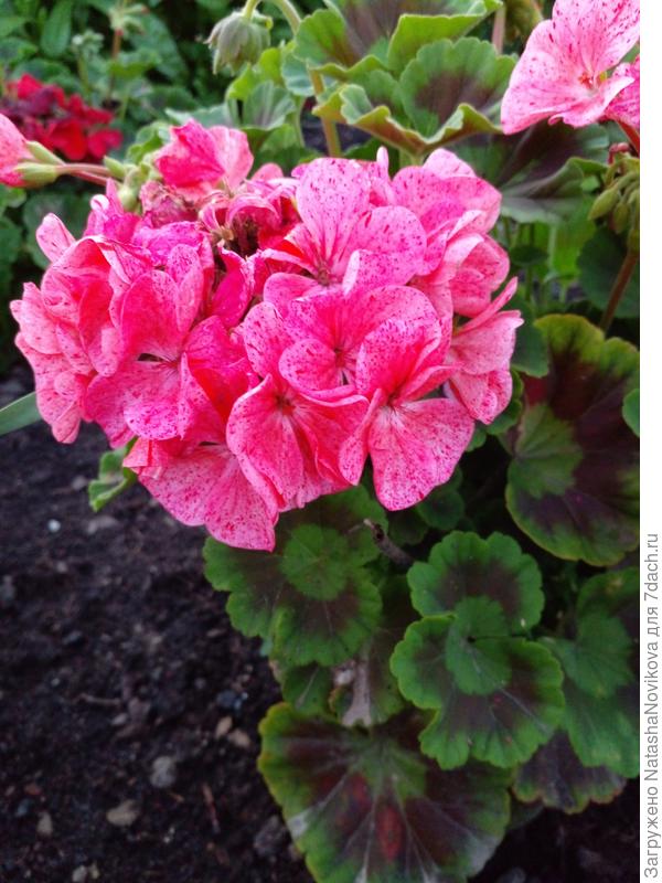 летом в клумбе