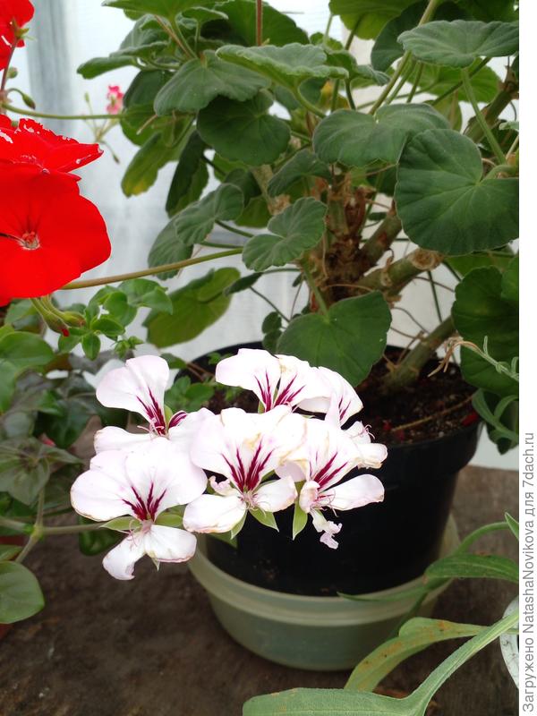 плющелистная