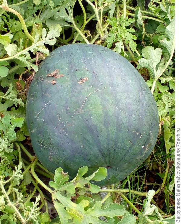 9 сентября только обнаружила, когда начала бахчу разбирать