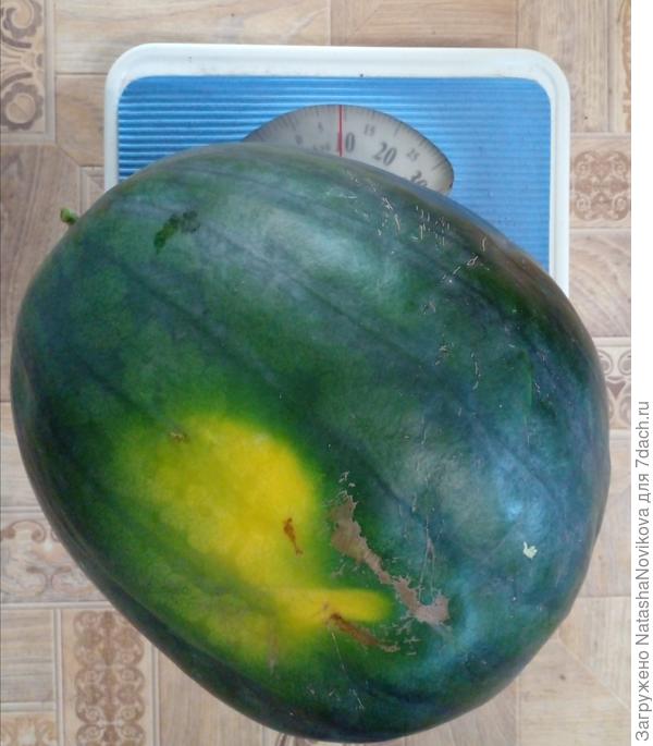 как я его проглядела - ума не приложу