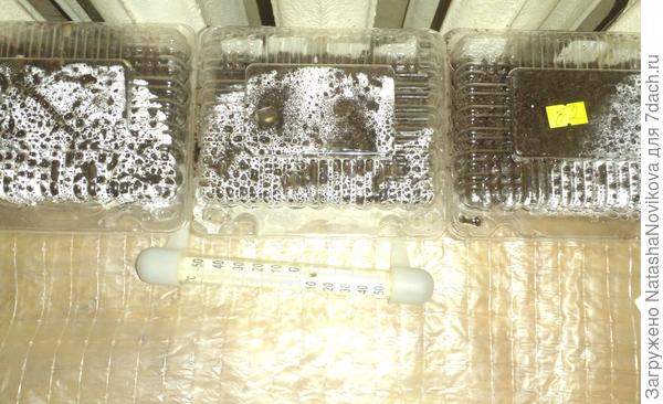 посевы 8 марта - 8 сортов - палермо, аристотель, богатырское здоровье, стопудовый, лоло росо, рубиновая лакомка, жёлый апельсин