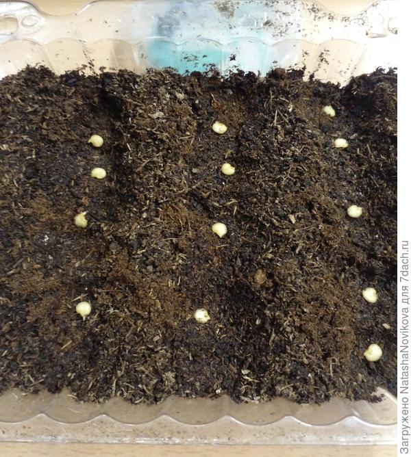 посеяла сегодня))