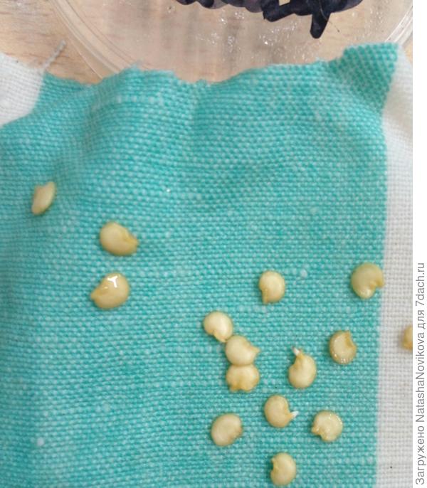 палермо, замоченные ночью))